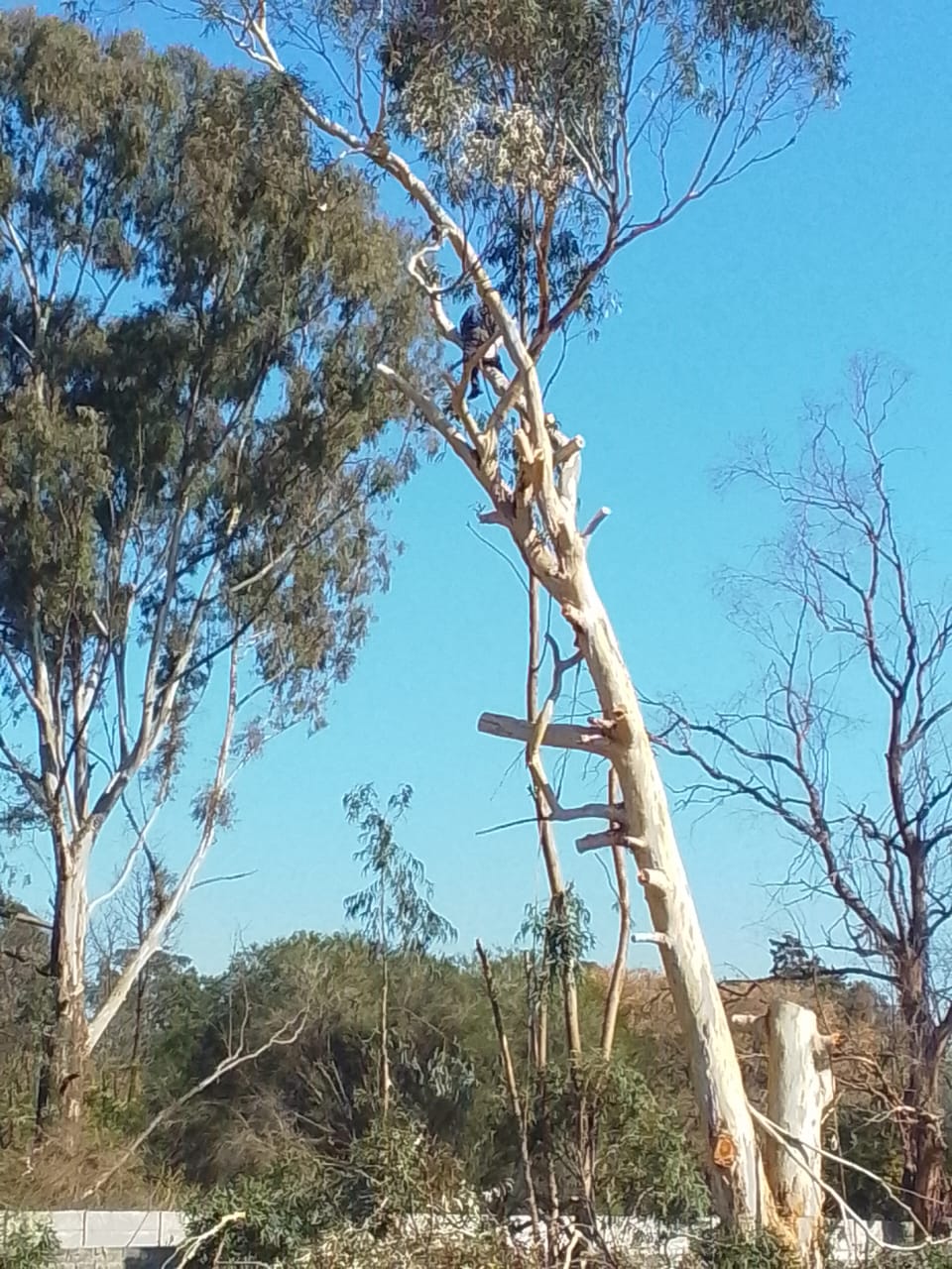 Tree removal residential property